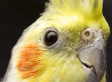COCKATOO MUCH: Bird-Flavored Ice Cream Is Real