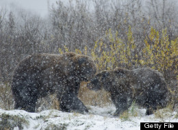 Two Bears Rescued In Kosovo After A Life Of Captivity