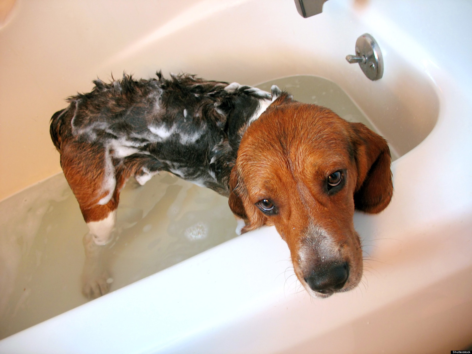 Dog Bacteria Bring Potentially Beneficial Biodiversity To Owners' Homes