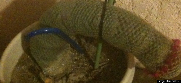 LOOK: Hard Times For Penis Cactus