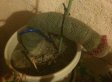 LOOK: Hard Times For Penis Cactus