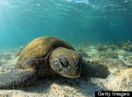 Take An Underwater Tour Of The Galapagos With Google