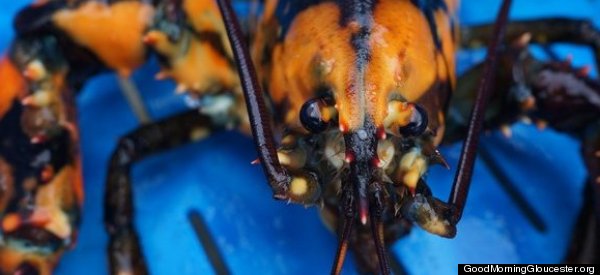 This Lobster Looks Like Darth Maul (PHOTOS)
