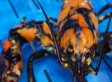 This Lobster Looks Like Darth Maul (PHOTOS)