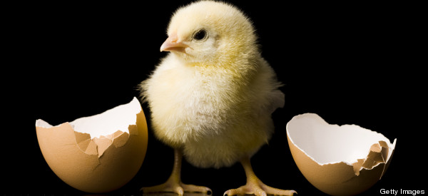Urban Chicken Farm Fantasy, Menopause, and my Carbon Footprint