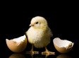 Urban Chicken Farm Fantasy, Menopause, and my Carbon Footprint