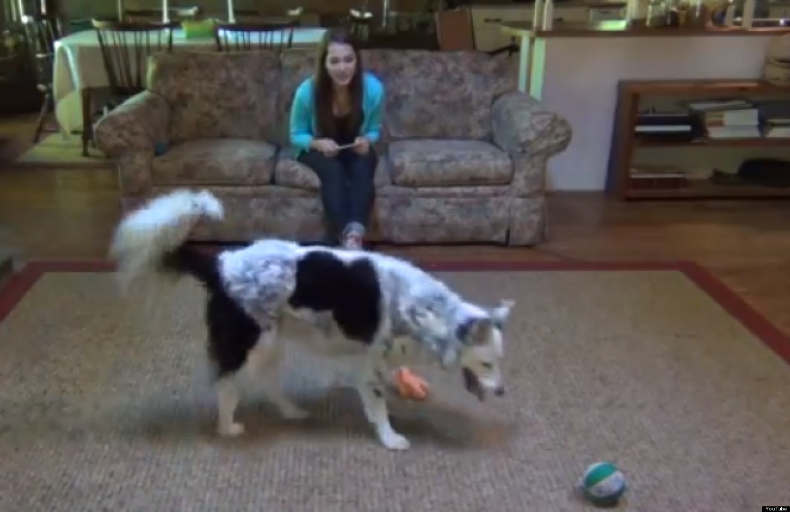 Dog Gets Grammar? Chaser The Border Collie Knows Nouns, Verbs