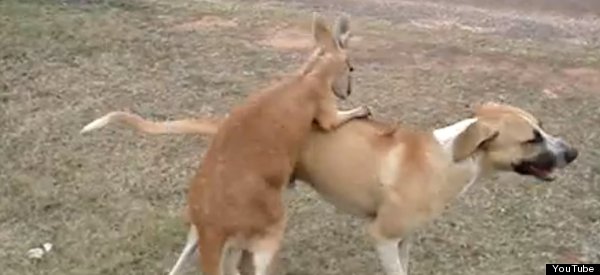 Australian Rules Wrestling