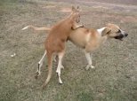 Kangaroo Wrestles Dog
