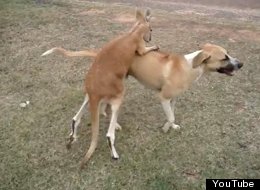 Just A Kangaroo Wrestling A Dog