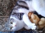 Cat Adopts Ducklings