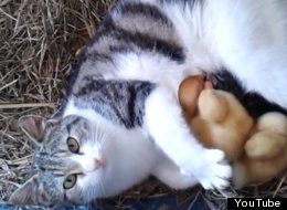 WATCH: Cat Suckles Ducklings