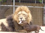 Lion Daschund