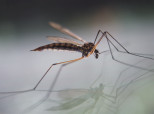 Mosquito