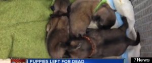 Litter Of Puppies Found In The Trash In Highlands Ranch
