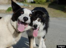 Les chiens aussi savent gâcher une photo, la preuve en 15 images