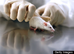Scientists Discover A Way To Slow The Aging Process