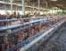Food Politic: Farm Forward's BuyingPoultry.com Will Put Humane Eating in Consumers' Hands