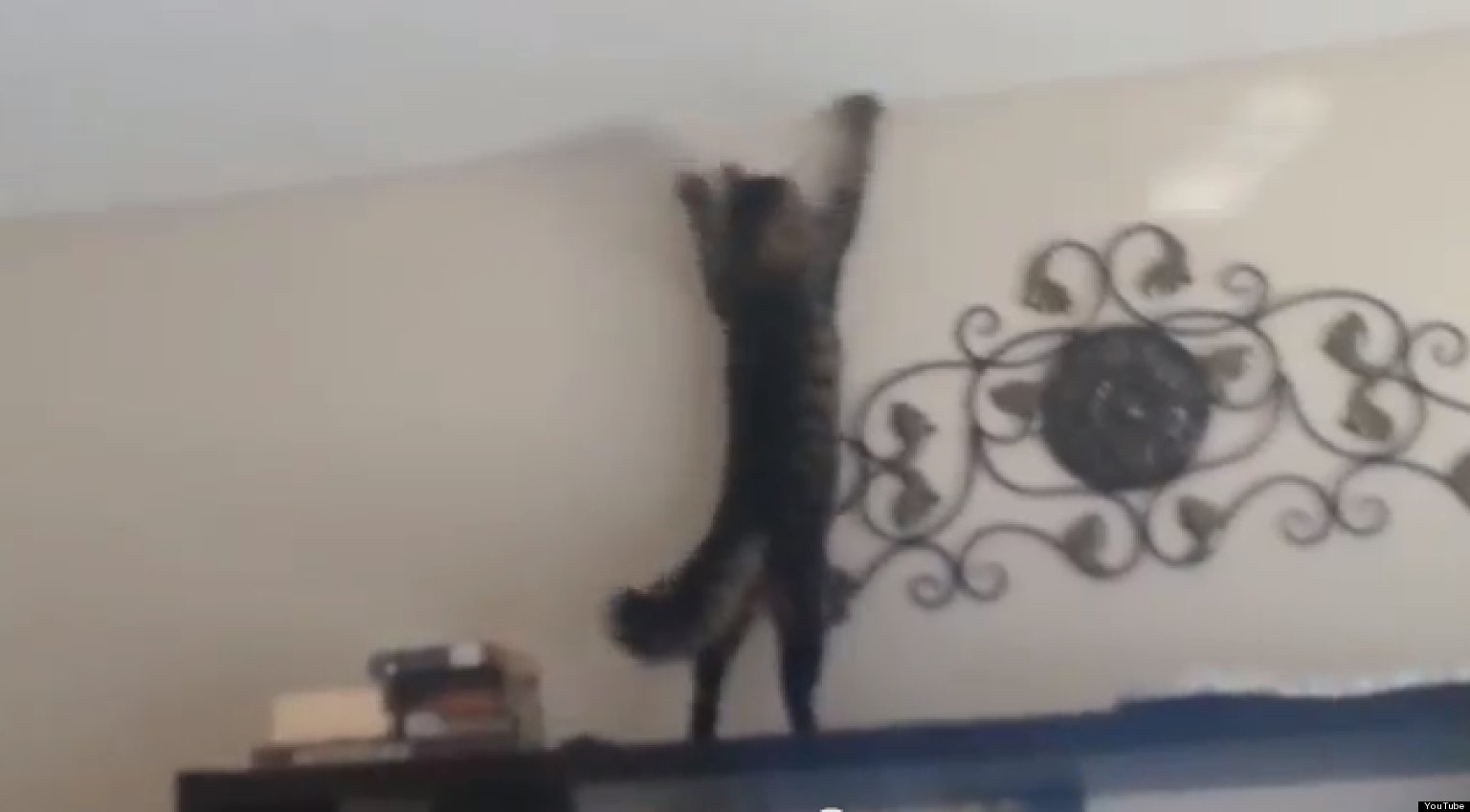 Cat Chases Light, Destroys Everything (VIDEO) HuffPost