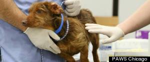 PHOTOS: 76 Pets Rescued In Aftermath Of Oklahoma Tornado