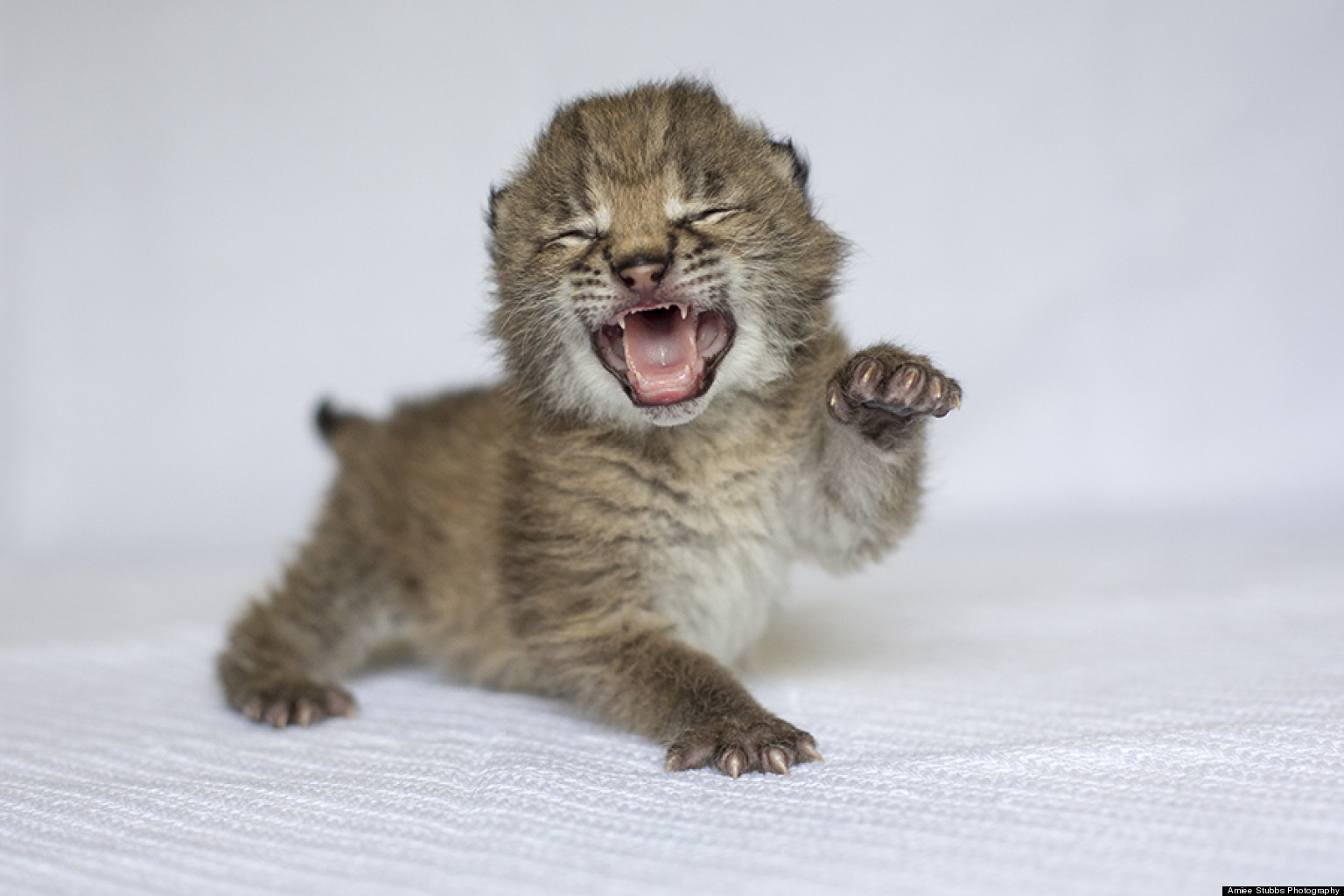 Eurasian Lynx Cub Born At Nashville Zoo (PHOTOS) | HuffPost