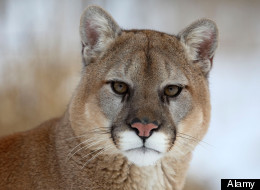 Man Fights Off Cougar With Skateboard