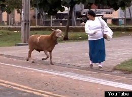 WATCH: Goat Terrorises People In Brazil
