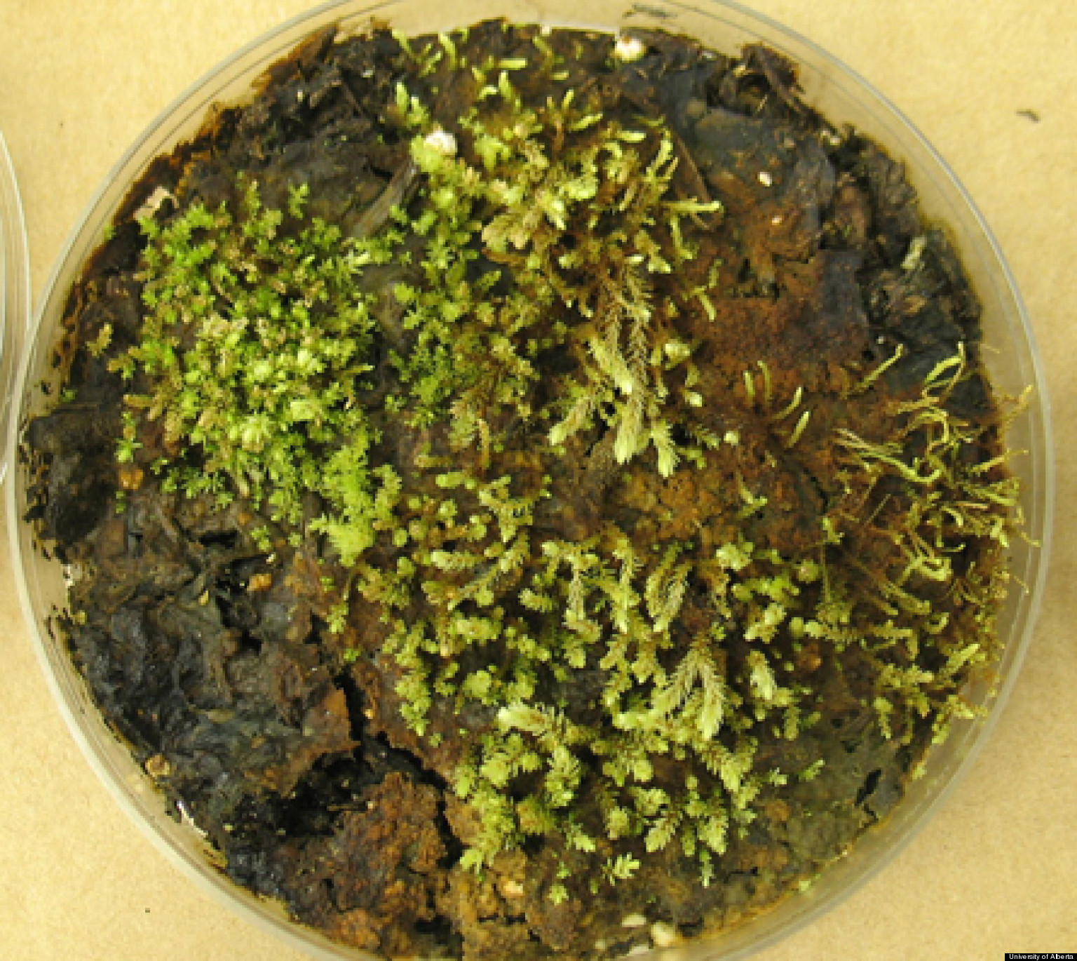 Frozen Plants Brought Back To Life 400 Years After Little Ice Age Can