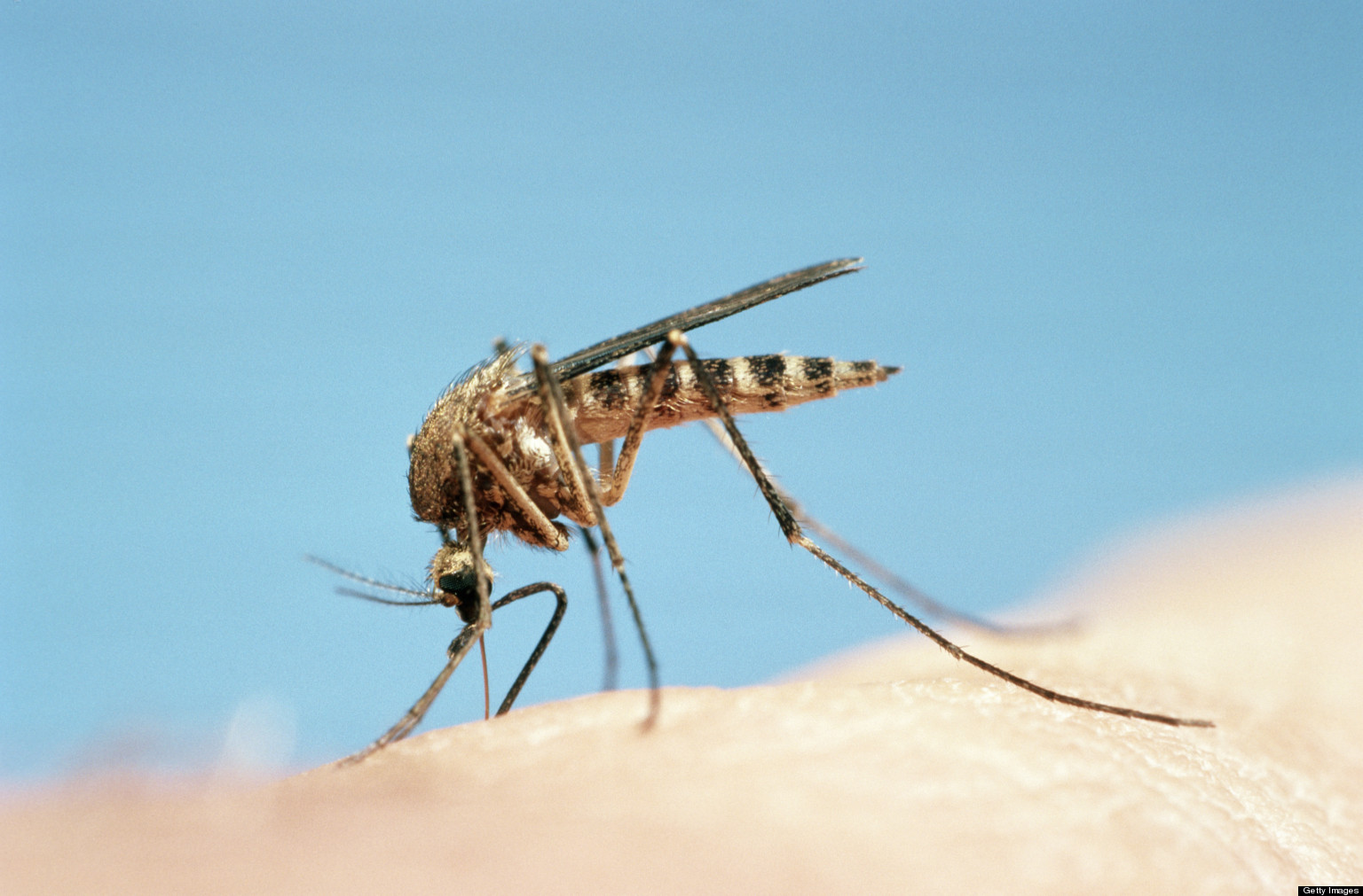 so-long-sucker-swatting-the-myths-about-mosquitoes-the-beijinger