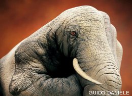 Animales que caben en una mano