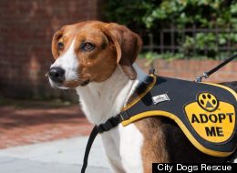 Eat A Hot Dog, Save A City Dog