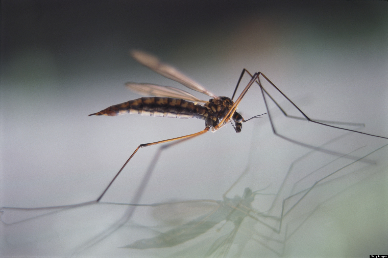 Quick Steps to Being Mosquito Free This Summer | HuffPost