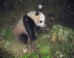 PHOTOS: Camera Trap Captures Giant Pandas In The Wild