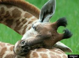 Voici comment les girafes dorment (PHOTOS)