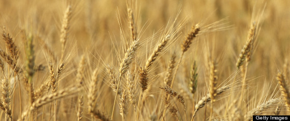 Genetically Modified Wheat