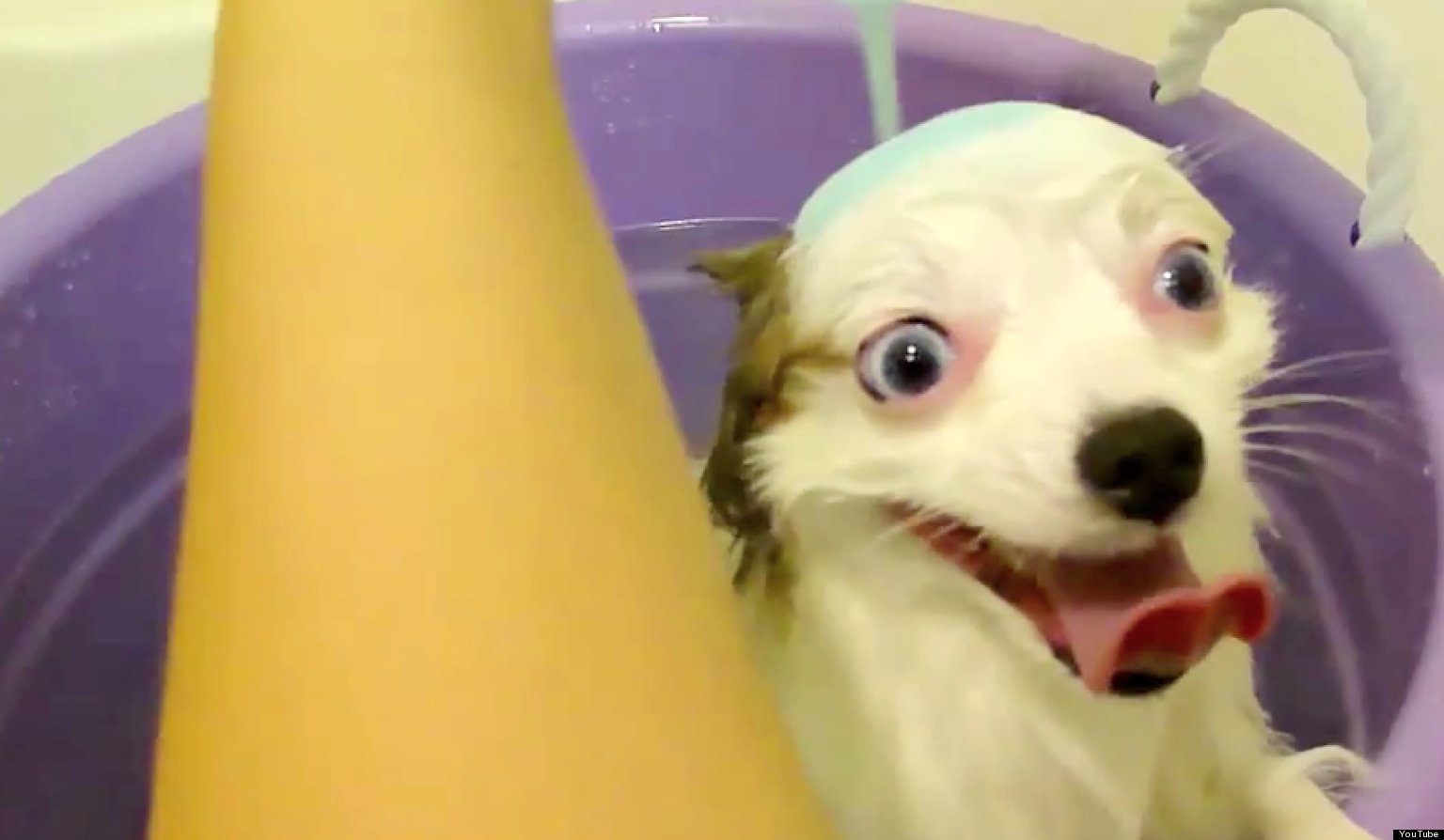 Dogs And Cats Love Baths In This Video Mashup HuffPost