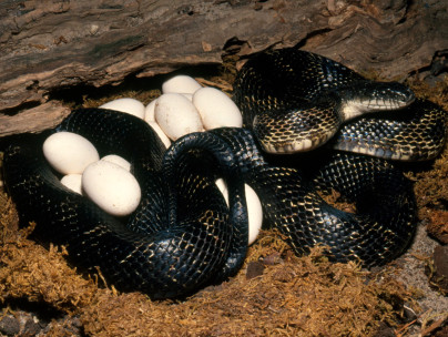 black rat snake