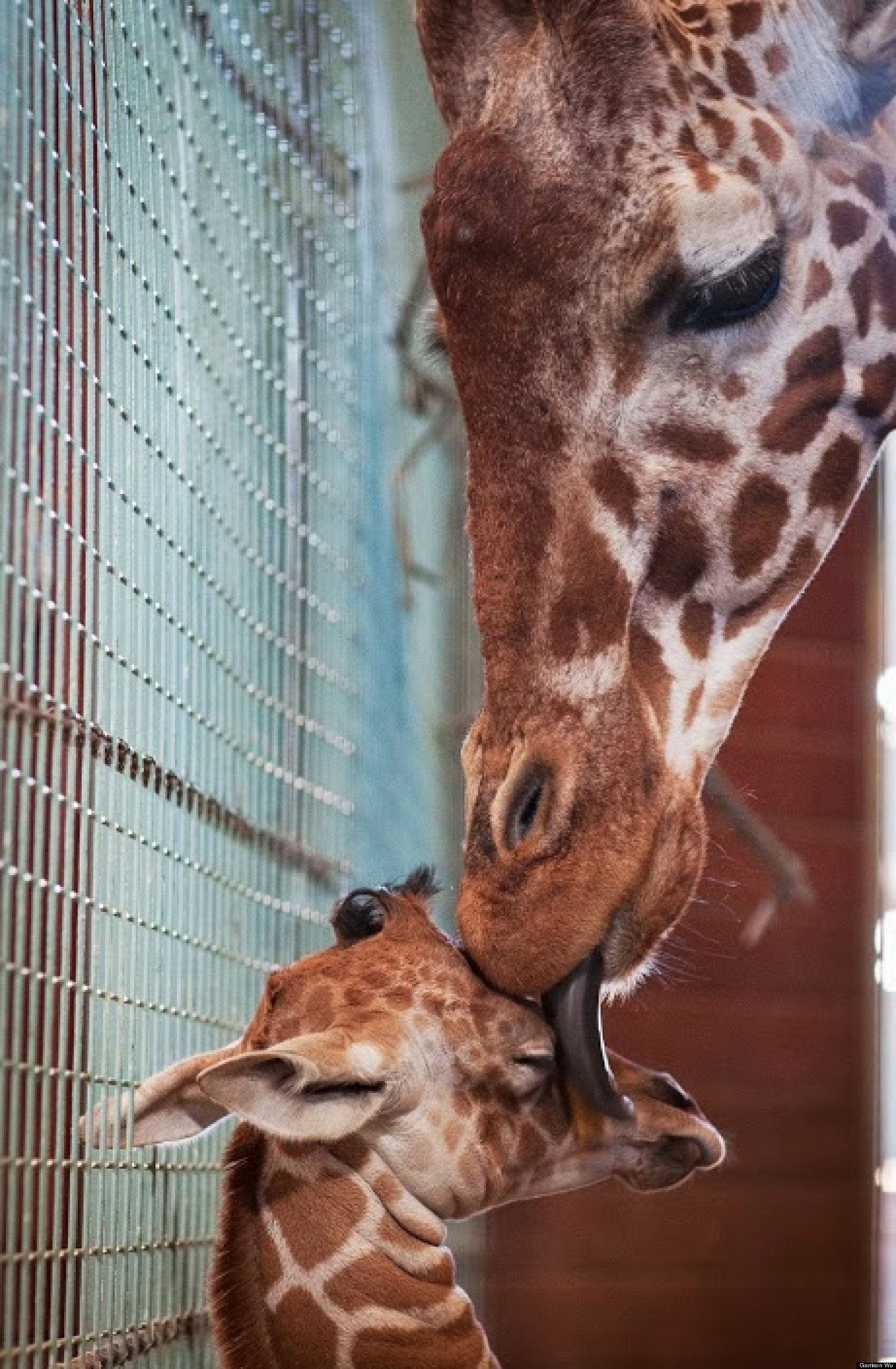 Baby Giraffe Born At San Francisco Zoo Is Too Adorable For Words