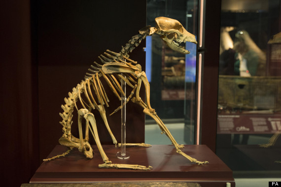 mary rose