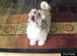 WATCH: This Dog's A Scream