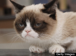 Grumpy Cat à Hollywood