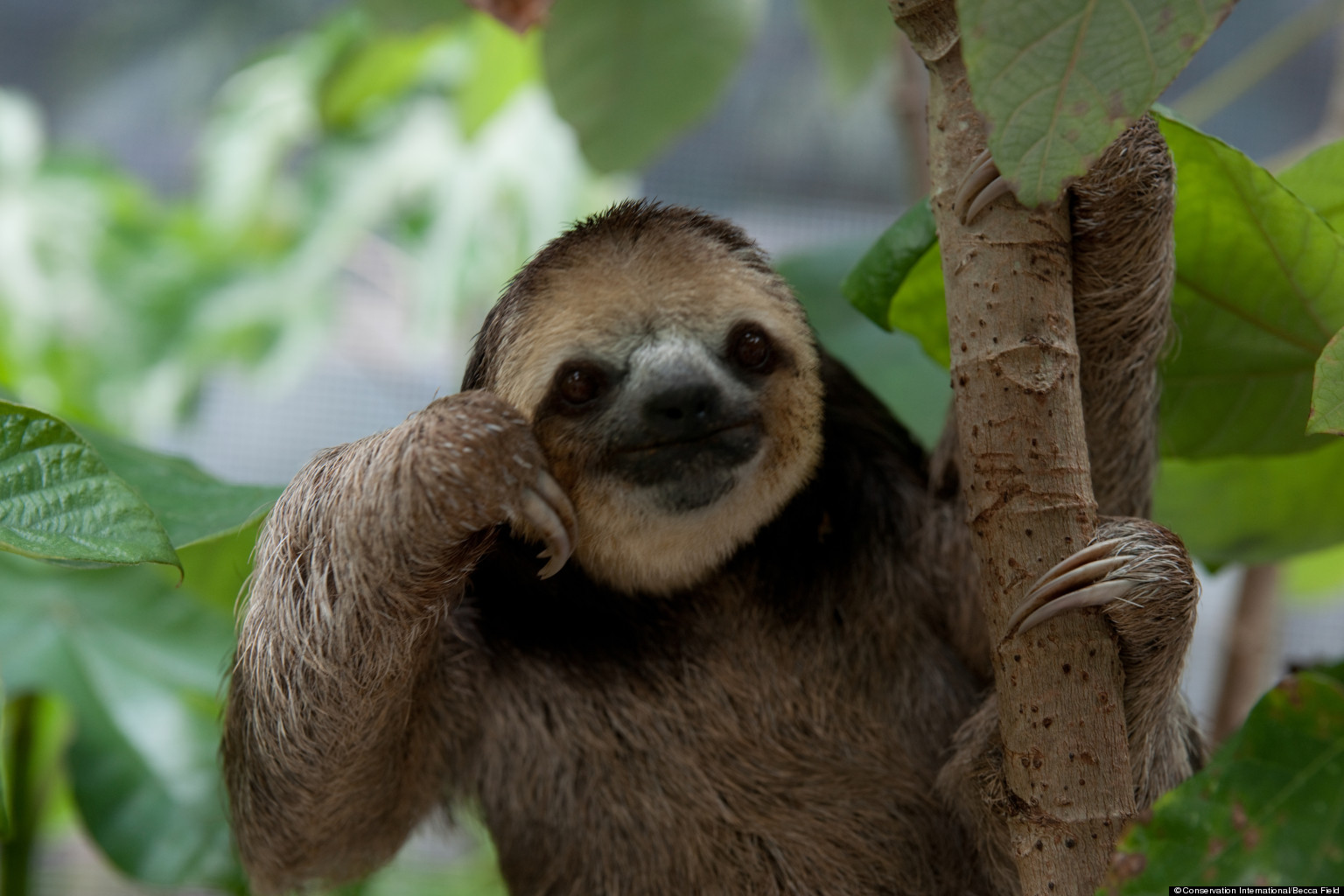 adorable-sloth-pictures-you-need-in-your-life-reader-s-digest