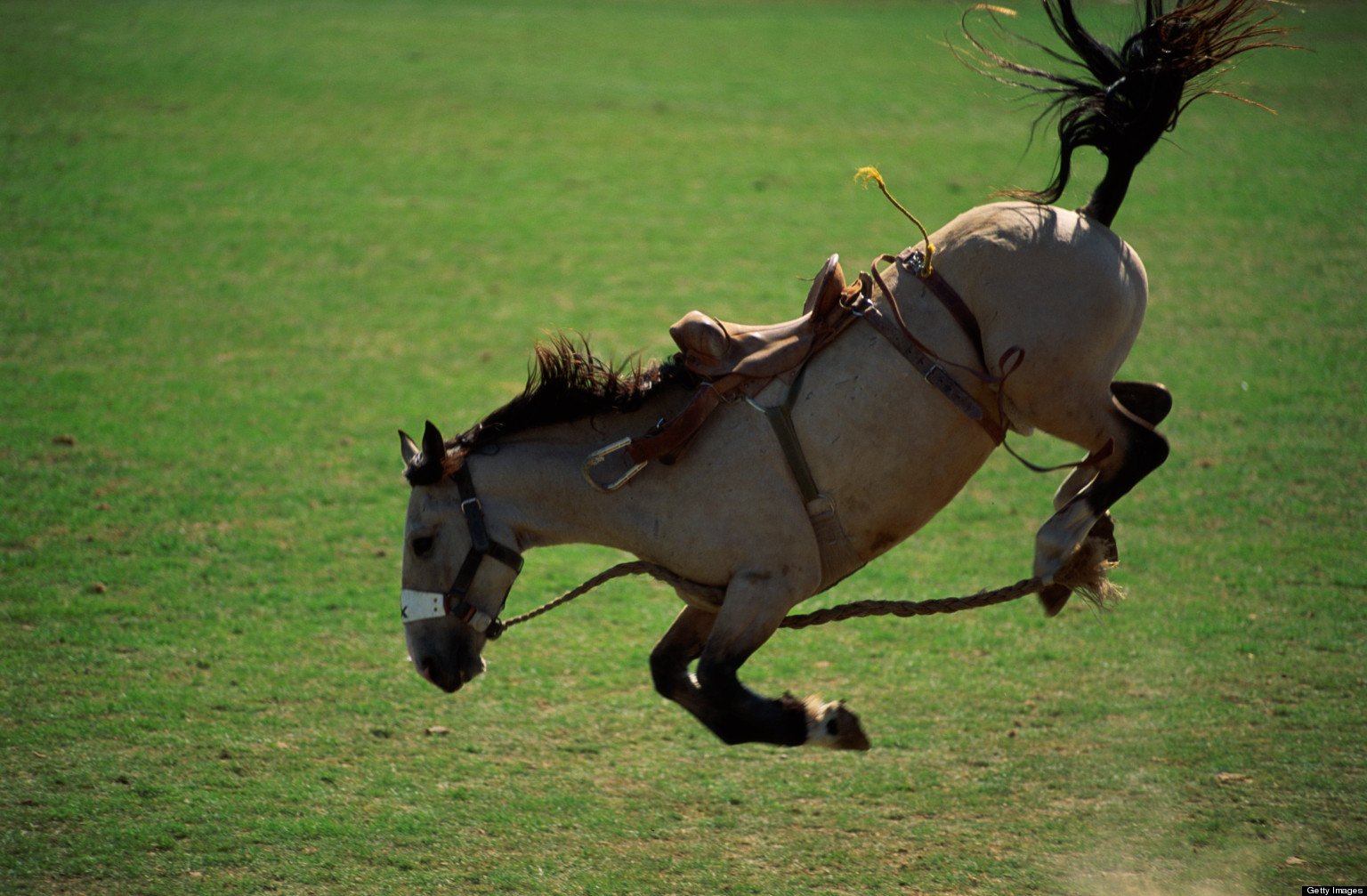Petition · Investigate and Prosecute Horse Tripping/Horse Roping