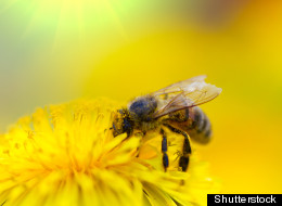 Le GPS des abeilles décrypté (VIDÉO)
