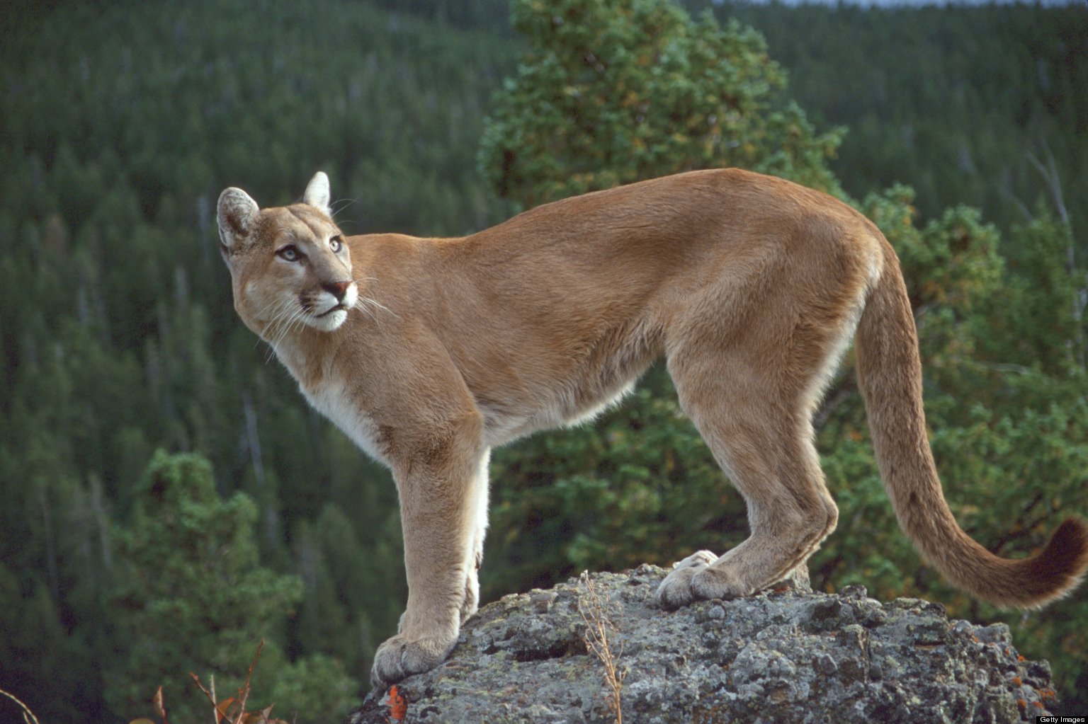 Nature A O T W Cougar
