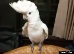 WATCH: Bird Does Gangnam Style