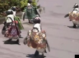 WATCH: Penguins Don Traditional African Dress