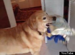 WATCH: Dog Goes Swimming, Grabs Towel First