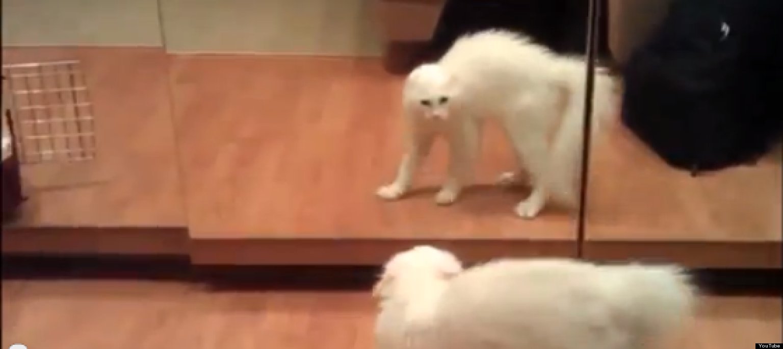Animals vs. Mirrors Compilation (VIDEO) HuffPost