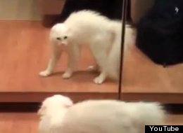 '¿Qué me ves gatooo?' Animales confundidos con su reflejo (VIDEO)